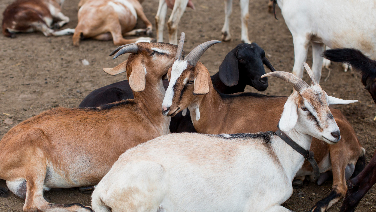 Qurban 2025 Special Offering